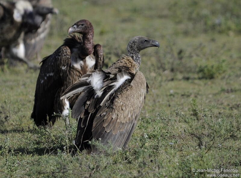 White-backed Vulture