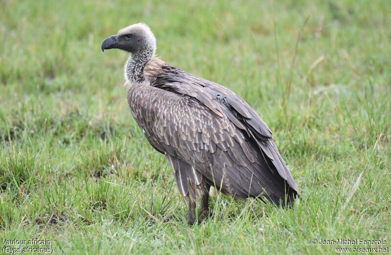 White-backed Vulture