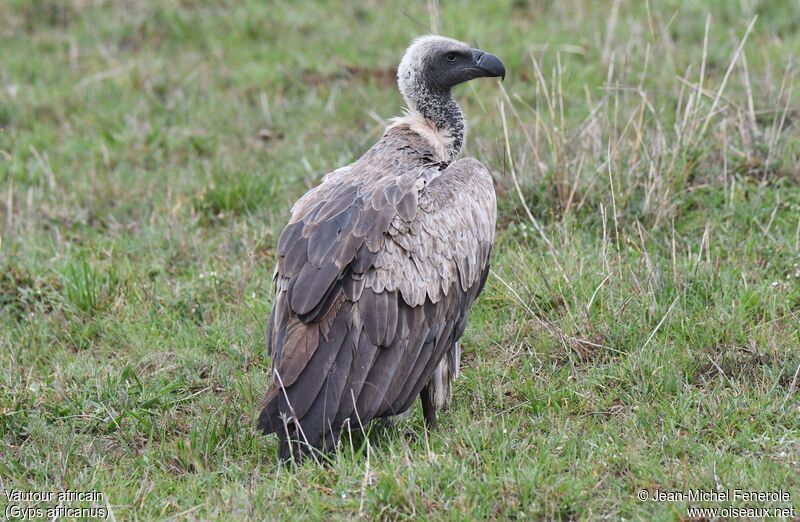 White-backed Vulture