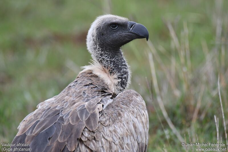 Vautour africain