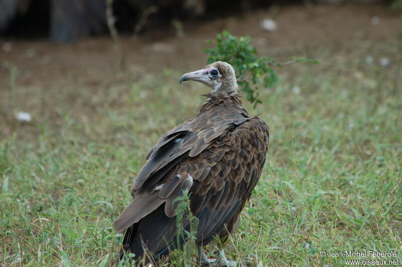 Vautour charognard