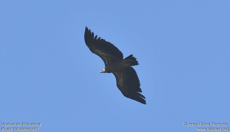 Vautour de l'Himalaya