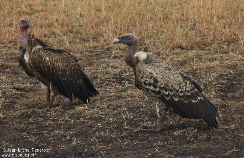 Rüppell's Vulture