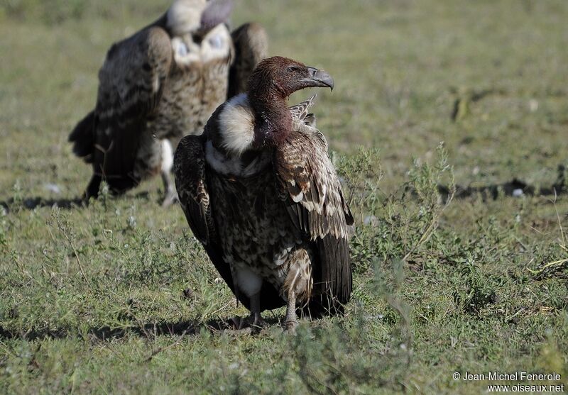 Rüppell's Vulture