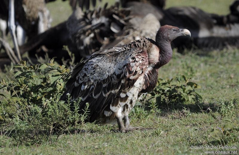 Rüppell's Vulture