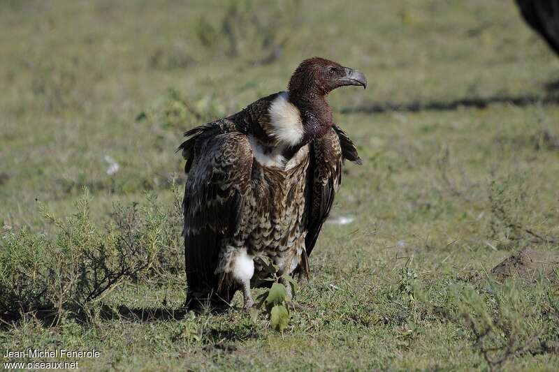 Rüppell's Vulture