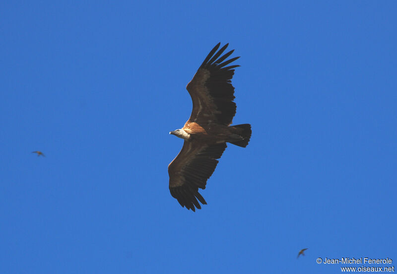 Griffon Vulture