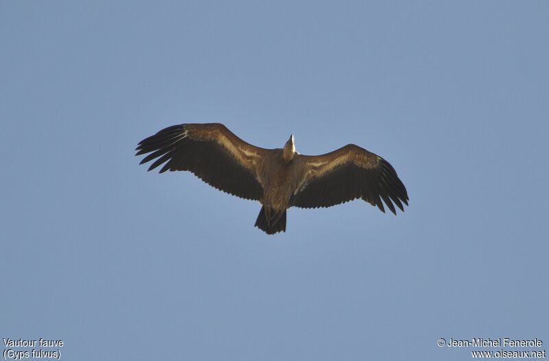 Griffon Vulture