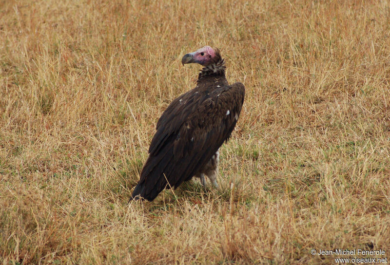 Lappet-faced Vulture