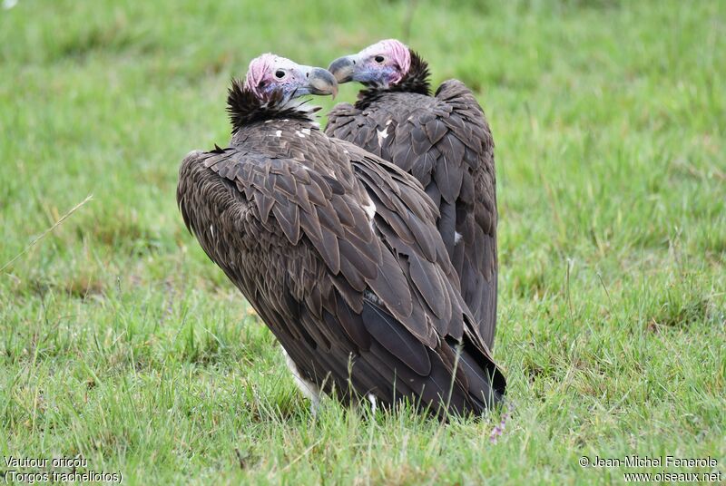 Lappet-faced Vulture