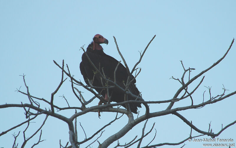 Red-headed Vulture