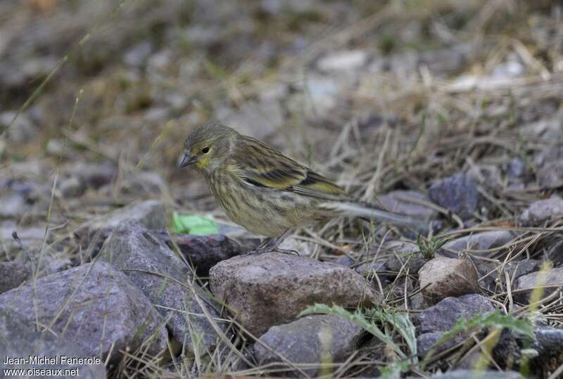 Corsican Finch female adult, identification