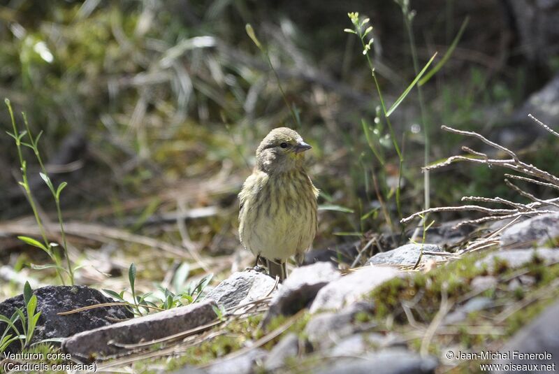 Corsican Finch