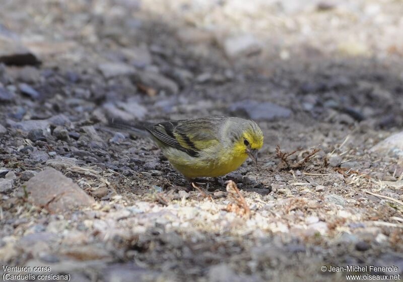 Corsican Finch male