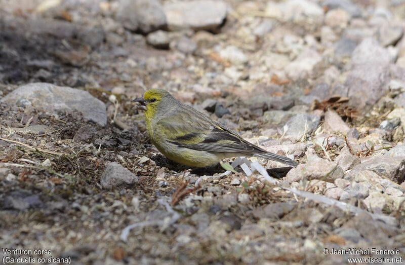 Corsican Finch