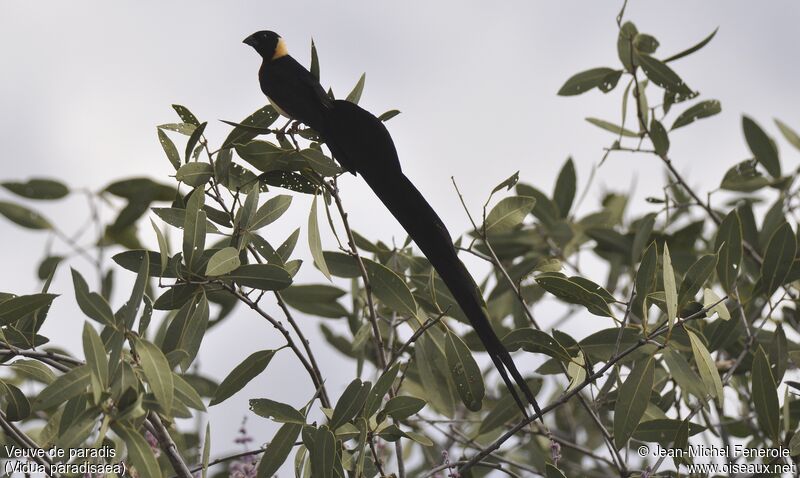 Veuve de paradis