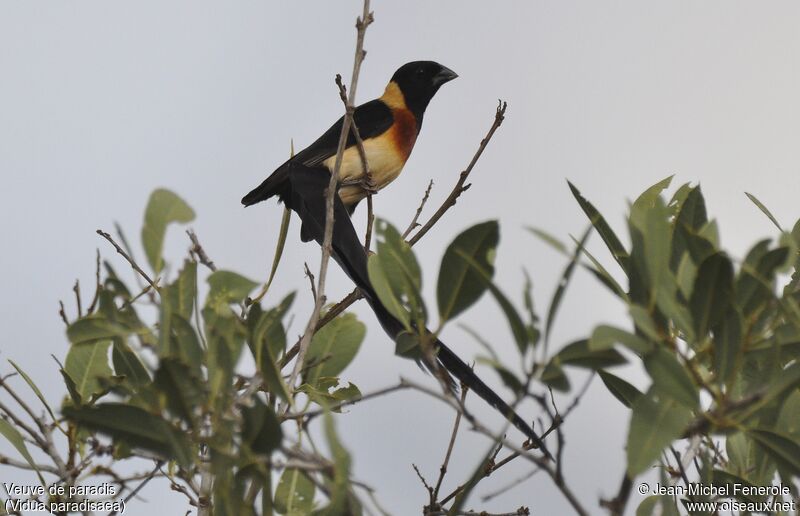 Long-tailed Paradise Whydah