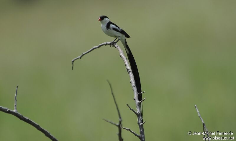 Pin-tailed Whydah