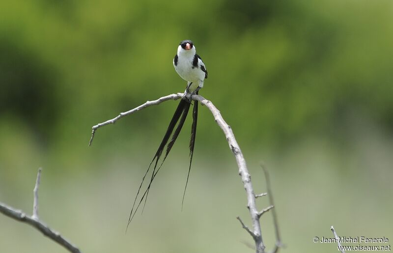 Pin-tailed Whydah