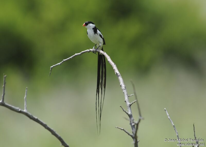 Pin-tailed Whydah