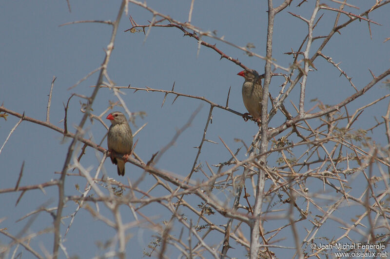 Shaft-tailed Whydah