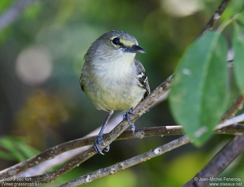 Thick-billed Vireoadult, close-up portrait