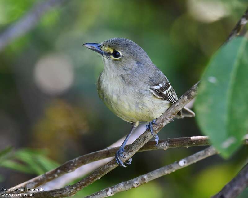 Thick-billed Vireoadult, close-up portrait