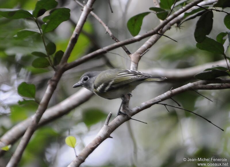 Blue-headed Vireo