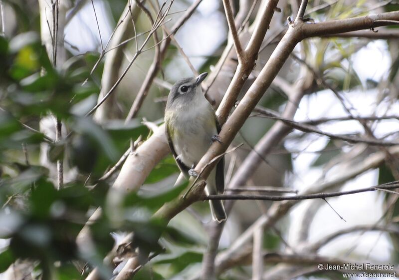 Blue-headed Vireo