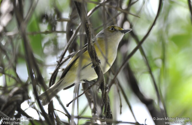 White-eyed Vireo