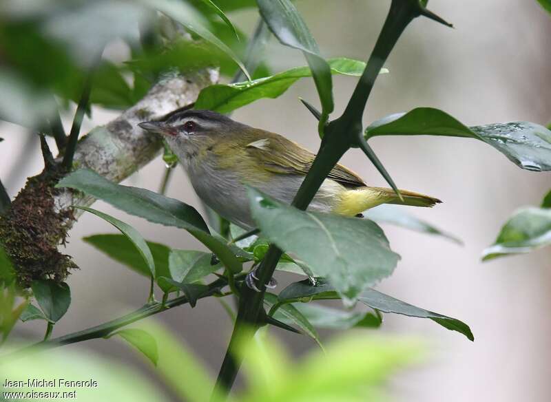 Viréo chiviadulte, identification