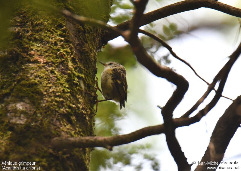 Rifleman female