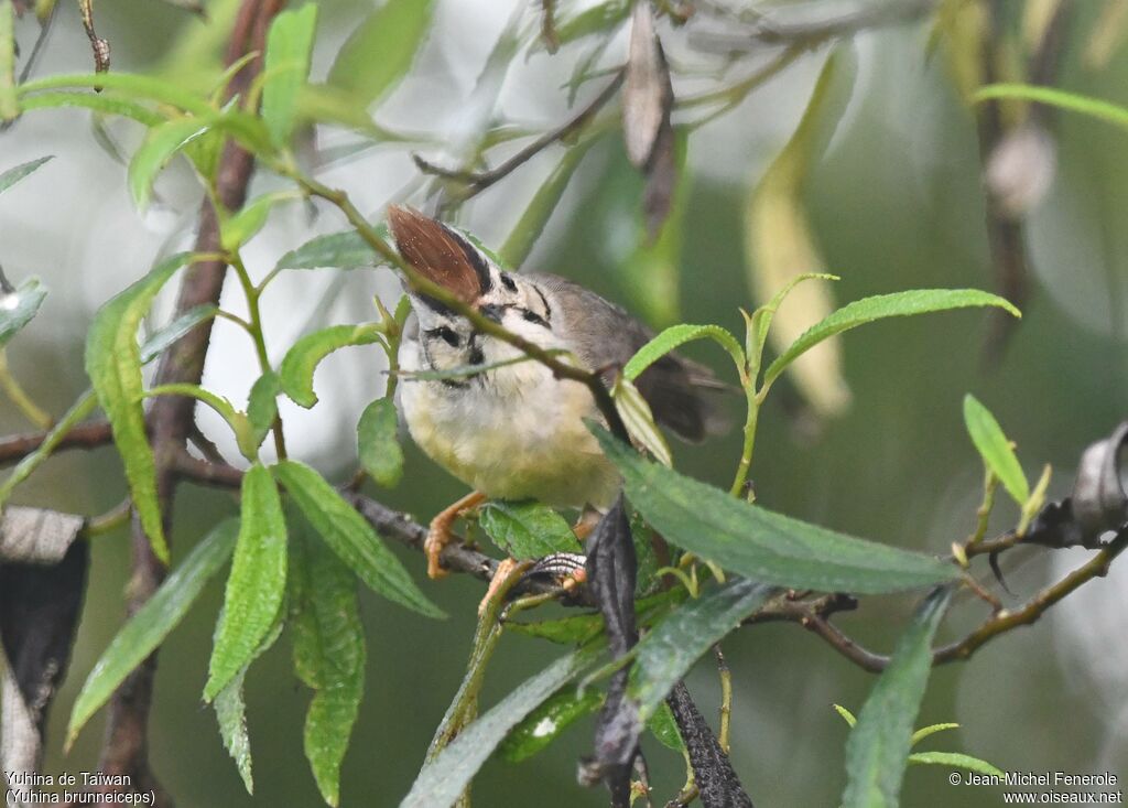 Yuhina de Taïwan