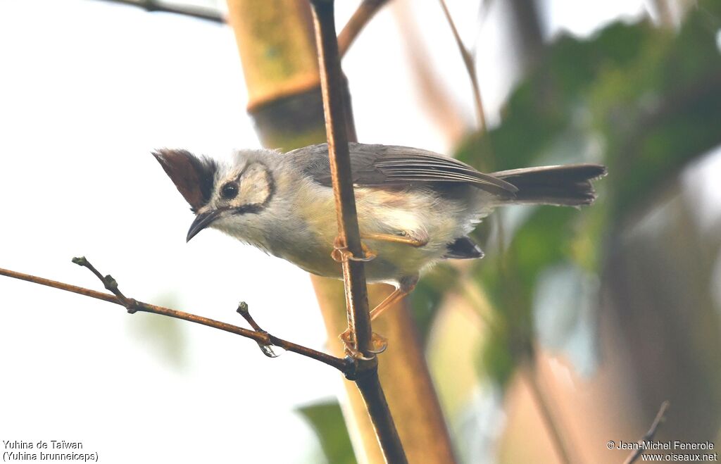 Yuhina de Taïwan