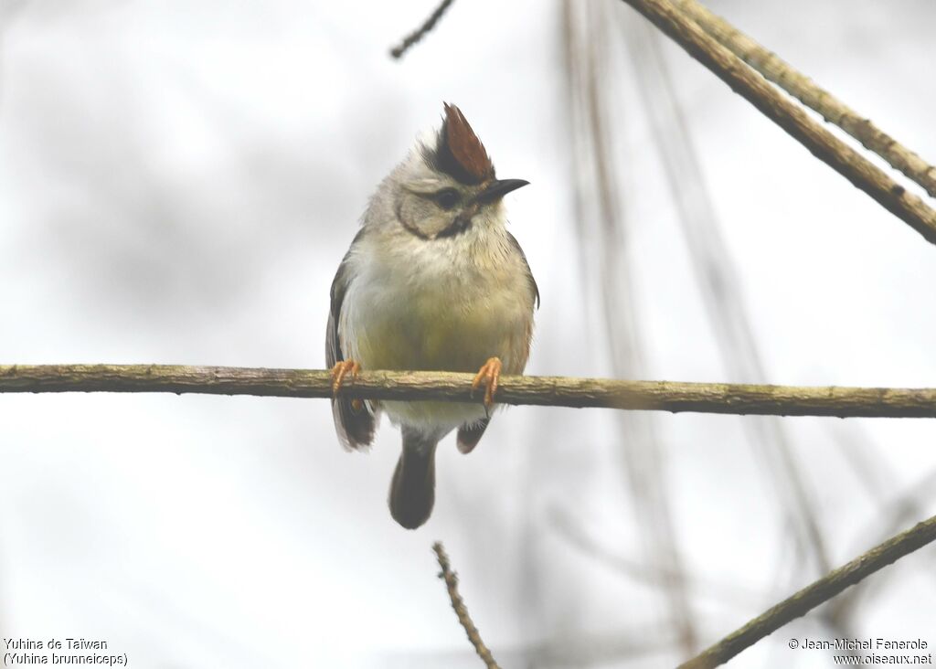 Yuhina de Taïwan