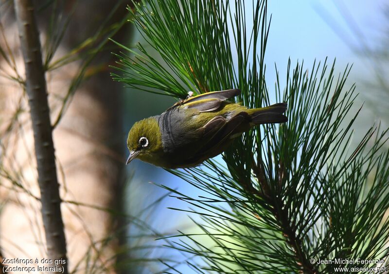 Silvereye