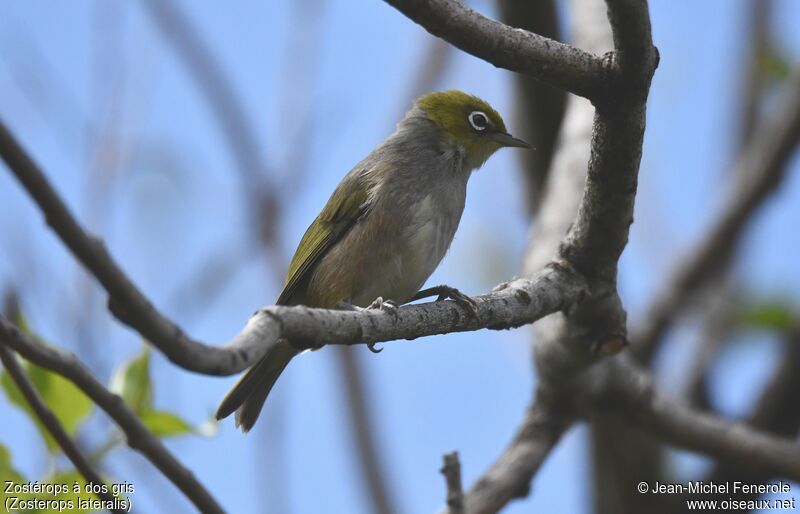 Silvereye