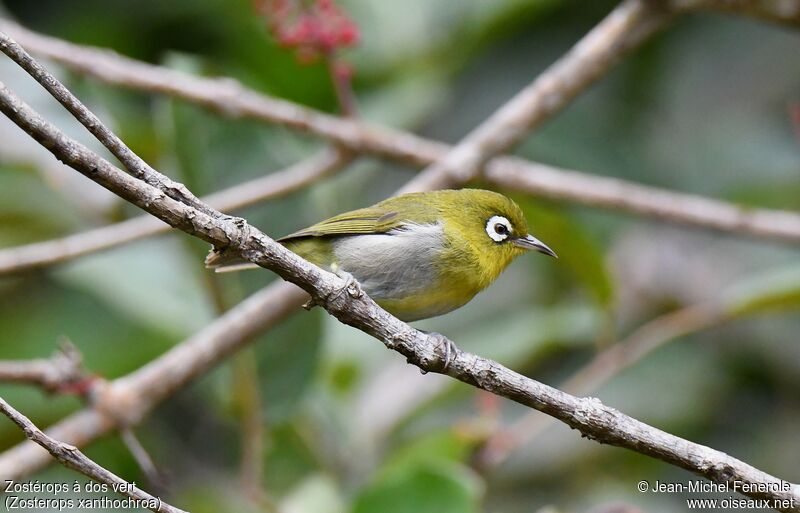 Green-backed White-eyeadult, identification