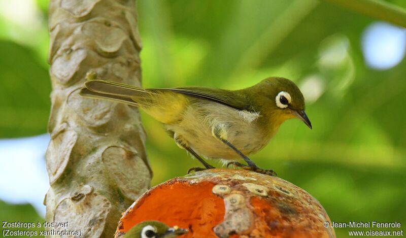 Green-backed White-eye