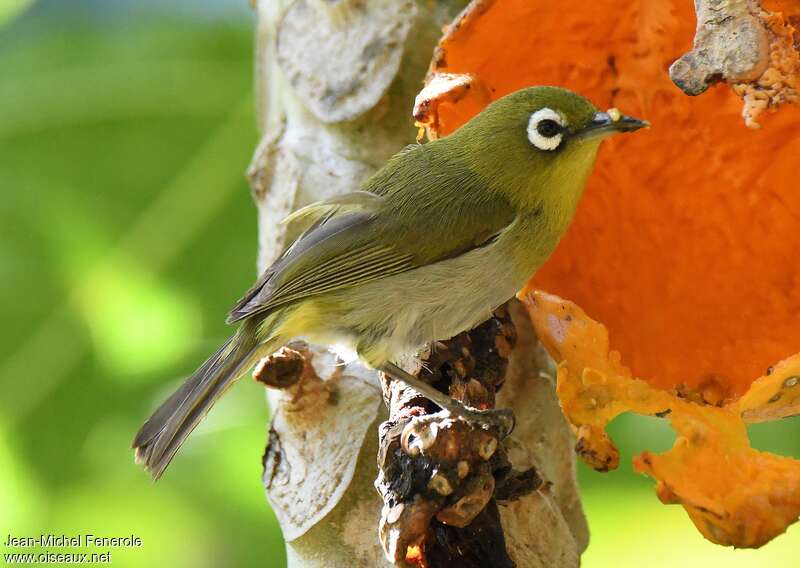 Green-backed White-eyeadult, identification