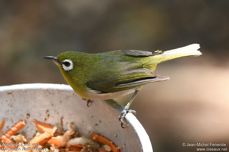 Green-backed White-eye