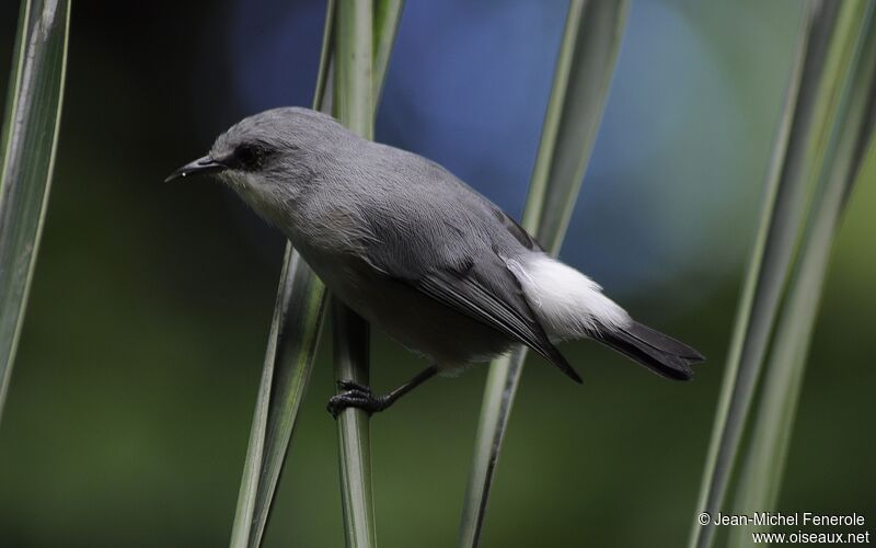 Mauritius Grey White-eye