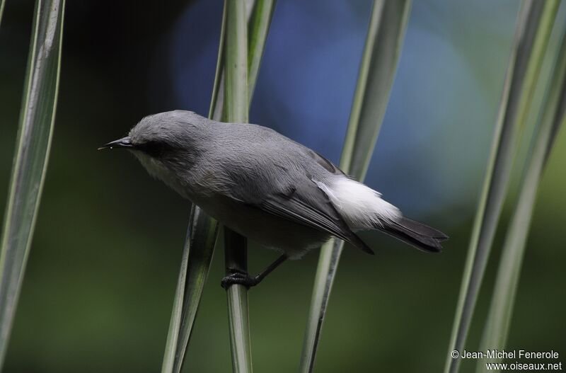 Mauritius Grey White-eye