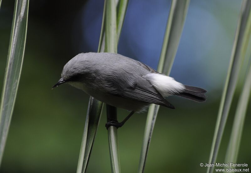 Mauritius Grey White-eye