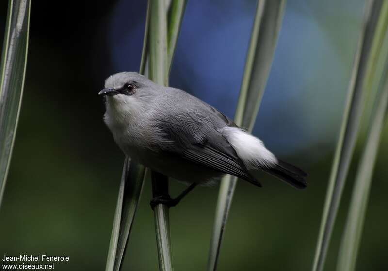 Mauritius Grey White-eyeadult, identification