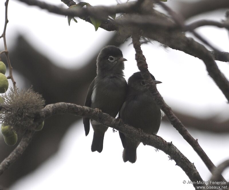 Black-capped Speirops