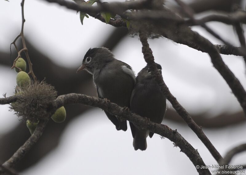 Zostérops de Sao Tomé 