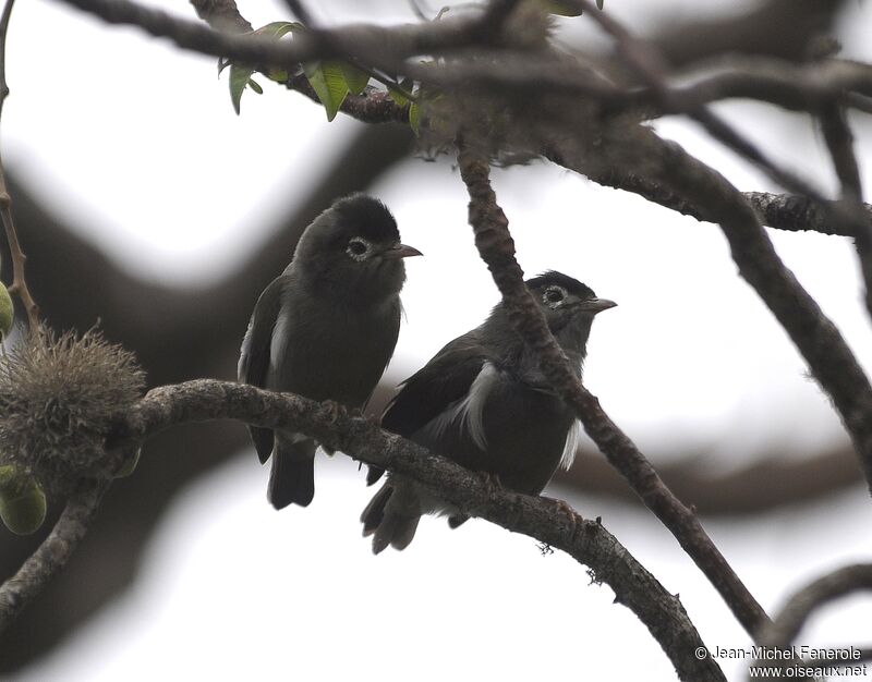 Zostérops de Sao Tomé 