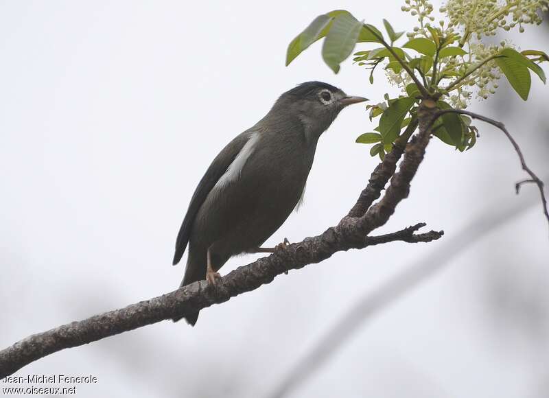 Zostérops de Sao Tomé, identification