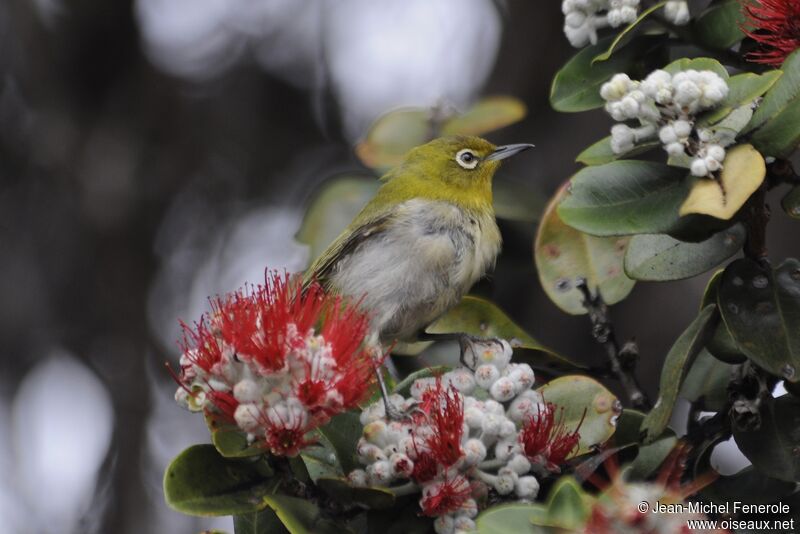 Warbling White-eye